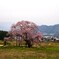 黒部のｴﾄﾞﾋｶﾞﾝ桜