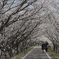 今年の桜