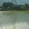 安曇野の田んぼ　2008年5月