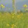 安曇野の菜の花　2008年5月