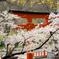 鳥居と桜