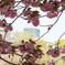 八重桜