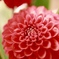 Dahlia (2)