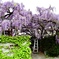 お隣に咲く藤の花
