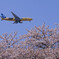 ANA B777