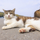 猫の島・田代島にてⅦ