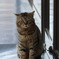 地域猫①