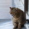 地域猫②