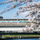桜の世界を走る