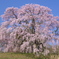 花は桜