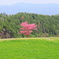 里山にひっそりと咲く