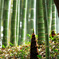 竹林