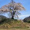 沼田市上発知の枝垂れ桜