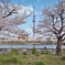 隅田公園と桜
