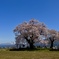 一ノ堰の種蒔き桜