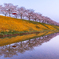 おの桜づつみ回廊 2