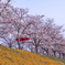 おの桜づつみ回廊 3