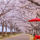 おの桜づつみ回廊 4