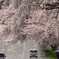 今年の桜②