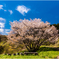 一本桜に魅せられて（牛神桜）