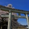 鳥居と桜