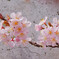 桜開花1