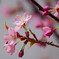 桜開花2