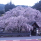 へんぼり枝垂れ桜