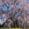 枝垂れる桜の華麗な舞