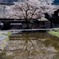 まだまだ桜