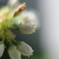 ブルーベリーの花
