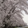 若柳の桜