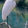 白鷺　　IMG-250422