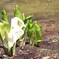 戸隠水芭蕉近影　2012年5月