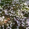 足元の桜