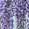 藤の花