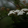 Spiraea cantoniensis