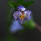 怪しき 花