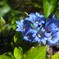 春は 此花
