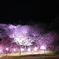 北山　夜桜