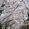 sakura tunnel