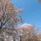 桜雪