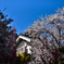 蔵と桜