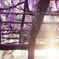 夕陽に輝く藤棚