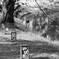 桜道