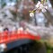 桜の便りに誘われて