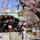 神社に咲く枝垂れ