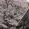 サクラ・７