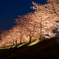 おの桜づつみ回廊 8