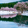 中子の桜